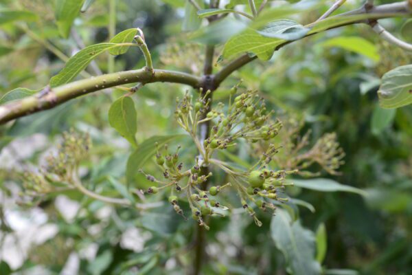 Cornus alba 'Regnzam' [sold as Red Gnome™]