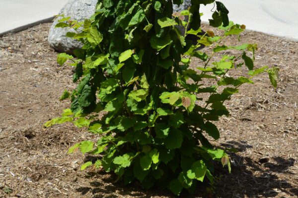 Corylus avellana 'Contorta'