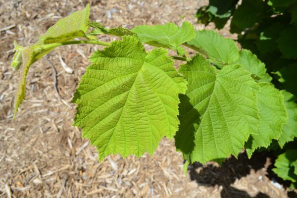 Corylus avellana 'Contorta'
