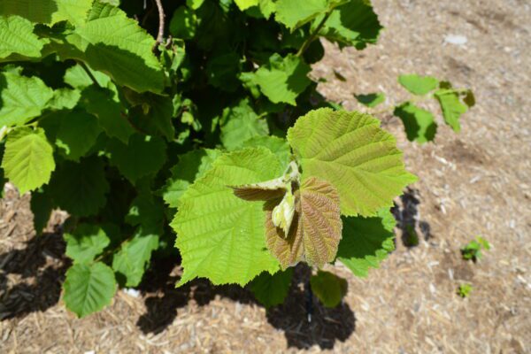 Corylus avellana 'Contorta'