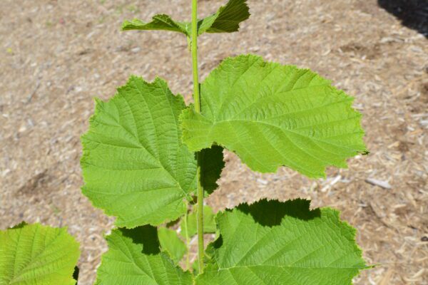 Corylus avellana 'Contorta'