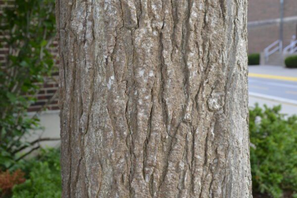 Liquidambar styraciflua (Shuttle Gum Group)
