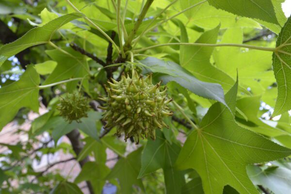 Liquidambar styraciflua (Shuttle Gum Group)