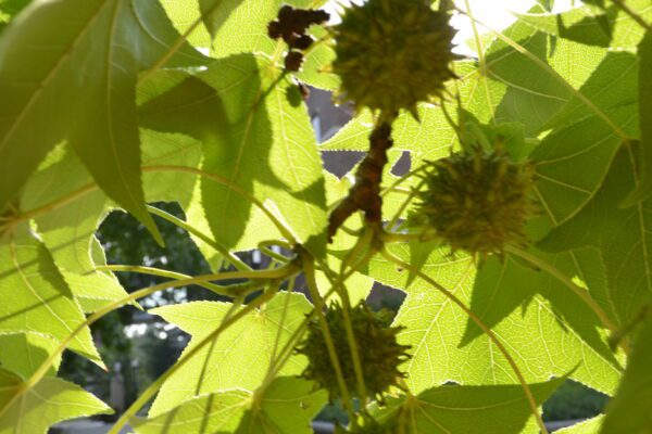 Liquidambar styraciflua (Shuttle Gum Group)