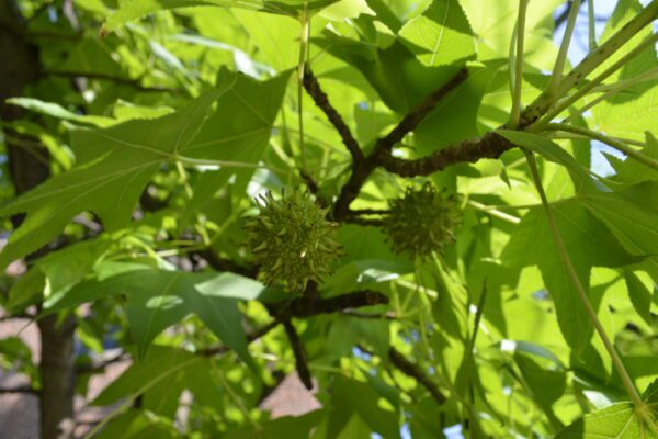 Liquidambar styraciflua (Shuttle Gum Group)