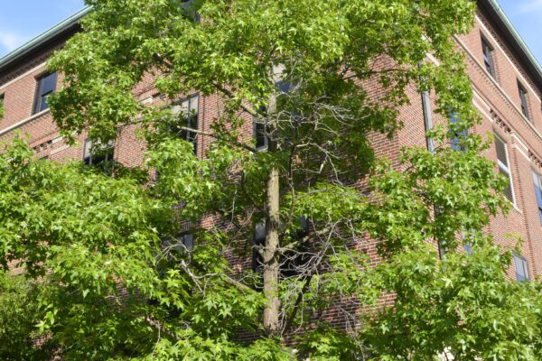 Liquidambar styraciflua (Shuttle Gum Group)