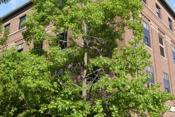 Liquidambar styraciflua (Shuttle Gum Group)