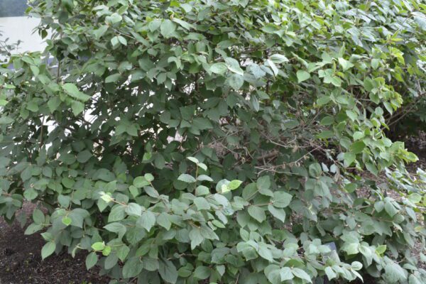 Viburnum carlesii 'Compactum'