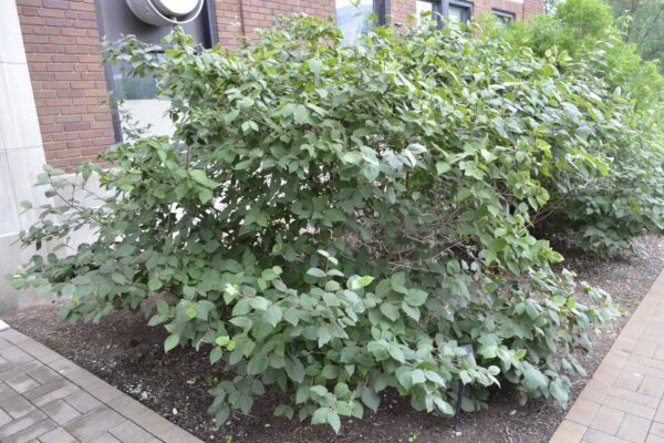Viburnum carlesii 'Compactum'