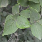 Viburnum carlesii 'Compactum'