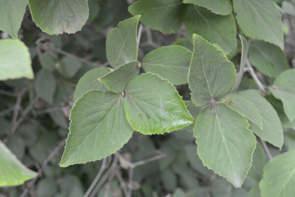 Viburnum carlesii 'Compactum'