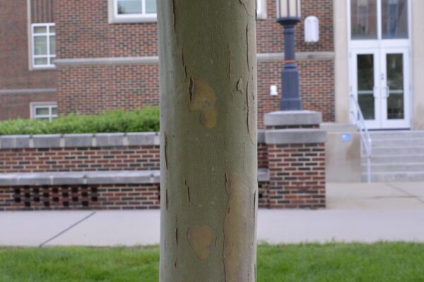 Platanus × acerifolia 'Morton Circle' [sold as EXCLAMATION!™]