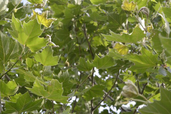 Platanus × acerifolia 'Morton Circle' [sold as EXCLAMATION!™]