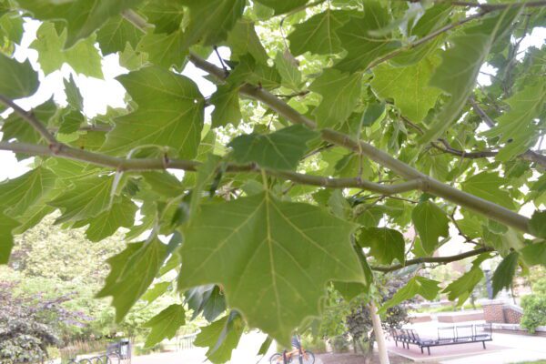 Platanus × acerifolia 'Morton Circle' [sold as EXCLAMATION!™]