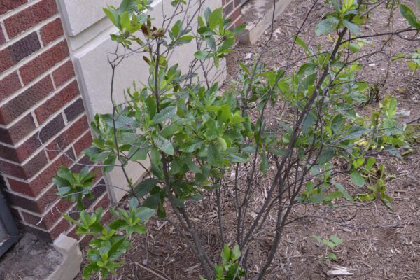Clethra alnifolia 'Ruby Spice'