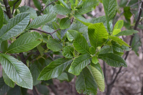 Clethra alnifolia 'Ruby Spice'