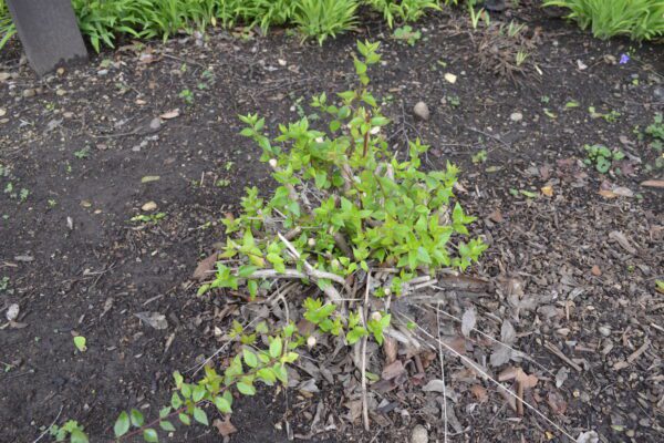 Abelia × 'Edward Goucher'