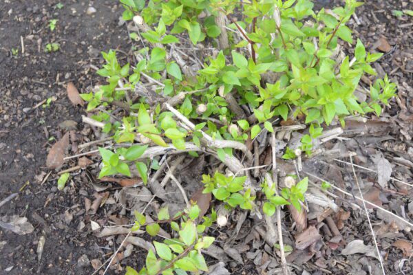 Abelia × 'Edward Goucher'