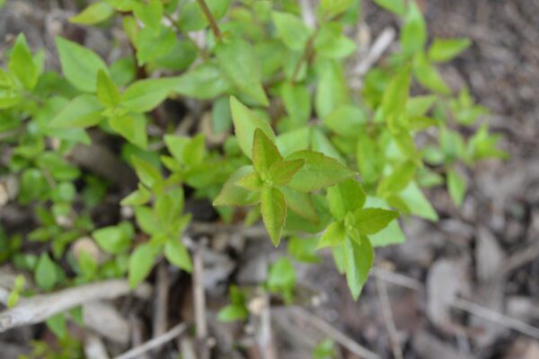 Abelia × 'Edward Goucher'