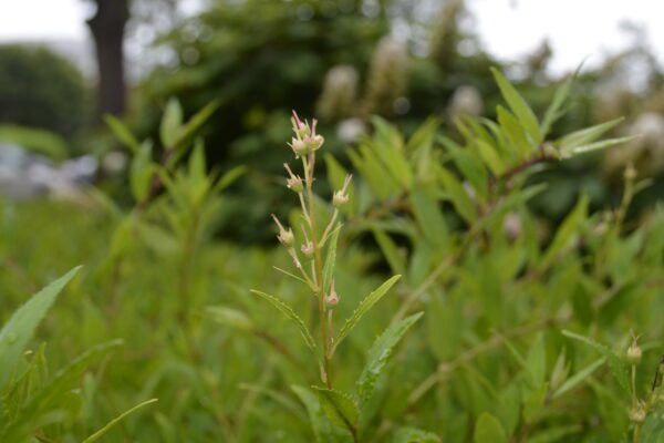 Abelia × grandiflora 'Kaleidoscope'