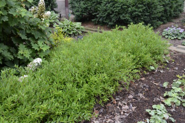 Abelia × grandiflora 'Kaleidoscope'