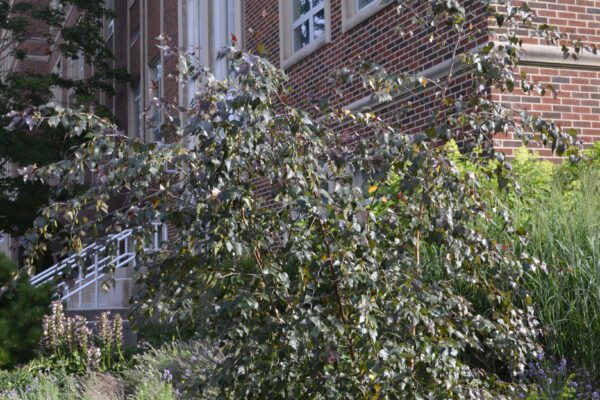Betula 'Penci 2' [sold as Royal Frost®]