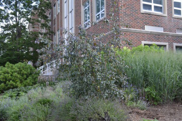 Betula 'Penci 2' [sold as Royal Frost®]