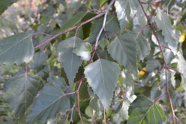Betula 'Penci 2' [sold as Royal Frost®]