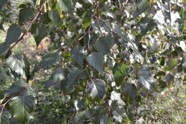 Betula 'Penci 2' [sold as Royal Frost®]