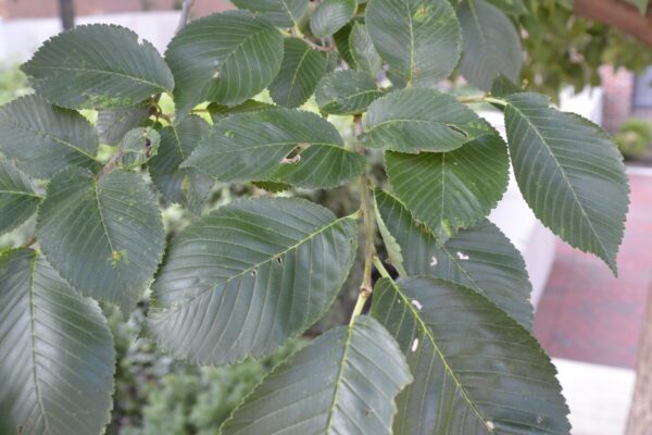 Ulmus  'New Horizon'