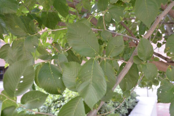 Ulmus  'New Horizon'