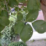 Ulmus  'New Horizon'
