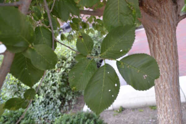 Ulmus  'New Horizon'
