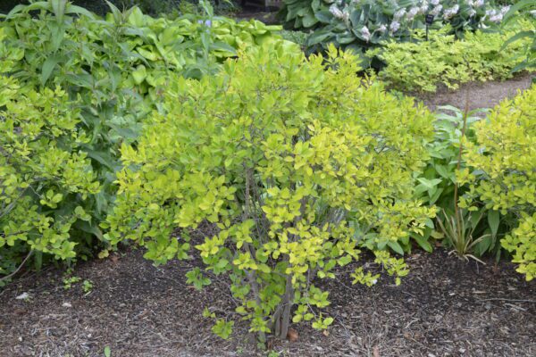 Ilex verticillata 'Berry Heavy'