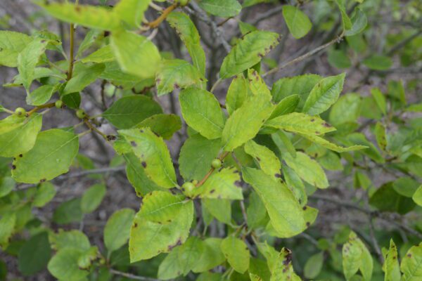 Ilex verticillata 'Berry Heavy'