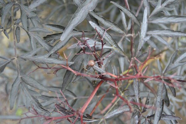 Sambucus nigra 'Eva' [Sold as Black Lace®]