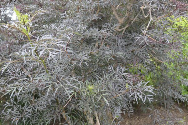 Sambucus nigra 'Eva' [Sold as Black Lace®]