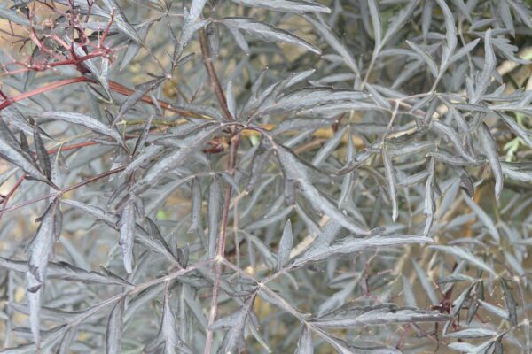 Sambucus nigra 'Eva' [Sold as Black Lace®]
