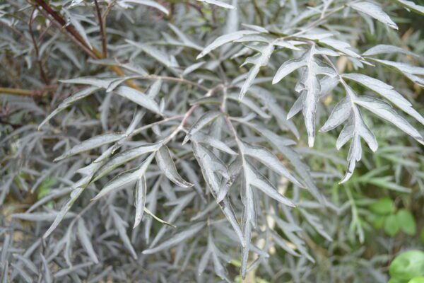 Sambucus nigra 'Eva' [Sold as Black Lace®]