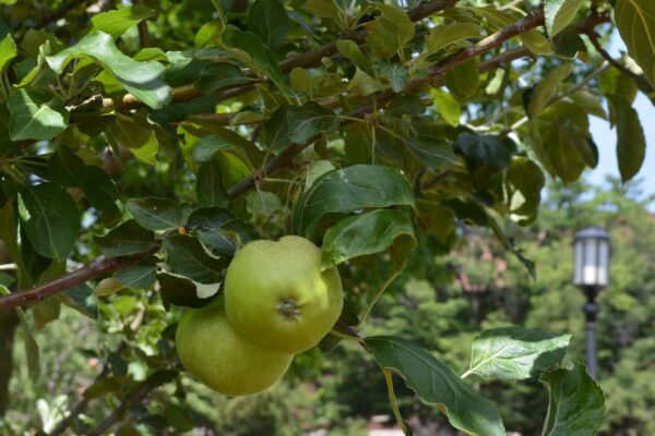 Malus domestica 'Flower of Kent'