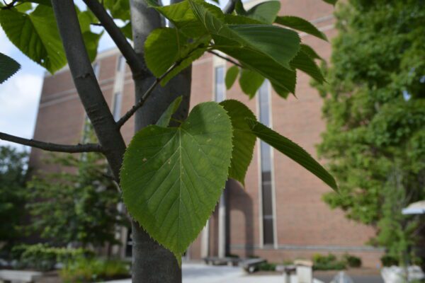 Tilia americana 'McKSentry' [sold as American Sentry®]