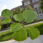 Tilia americana 'McKSentry' [sold as American Sentry®]