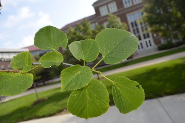 Tilia americana 'McKSentry' [sold as American Sentry®]