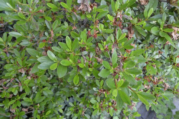 Rhododendron sp.