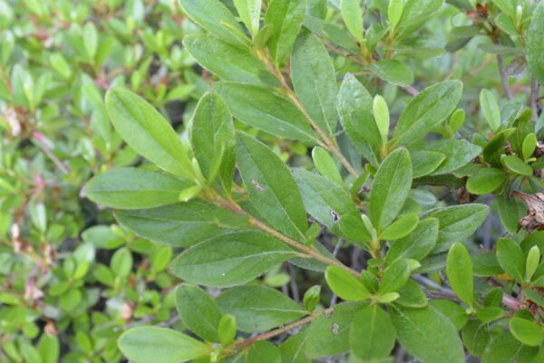 Rhododendron sp.