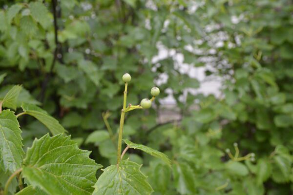 Viburnum dentatum 'Christom' [sold as Blue Muffin™]