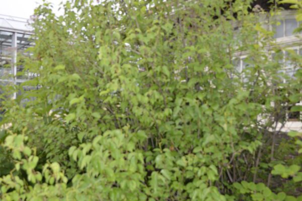 Viburnum dentatum 'Christom' [sold as Blue Muffin™]