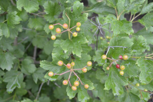 Viburnum trilobum 'Compactum'