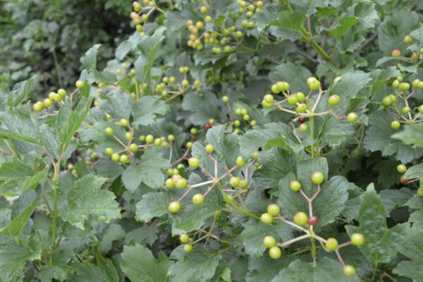 Viburnum trilobum 'Compactum'