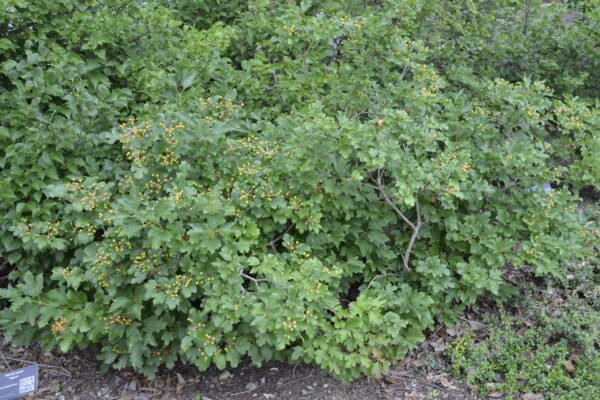 Viburnum trilobum 'Compactum'